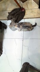 Poor cat drinking water