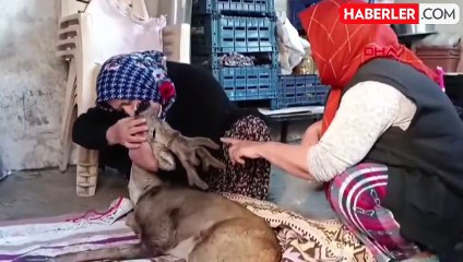 Köpeklerin saldırısına uğrayan karaca kurtarıldı