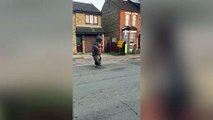 Gorilla directs traffic