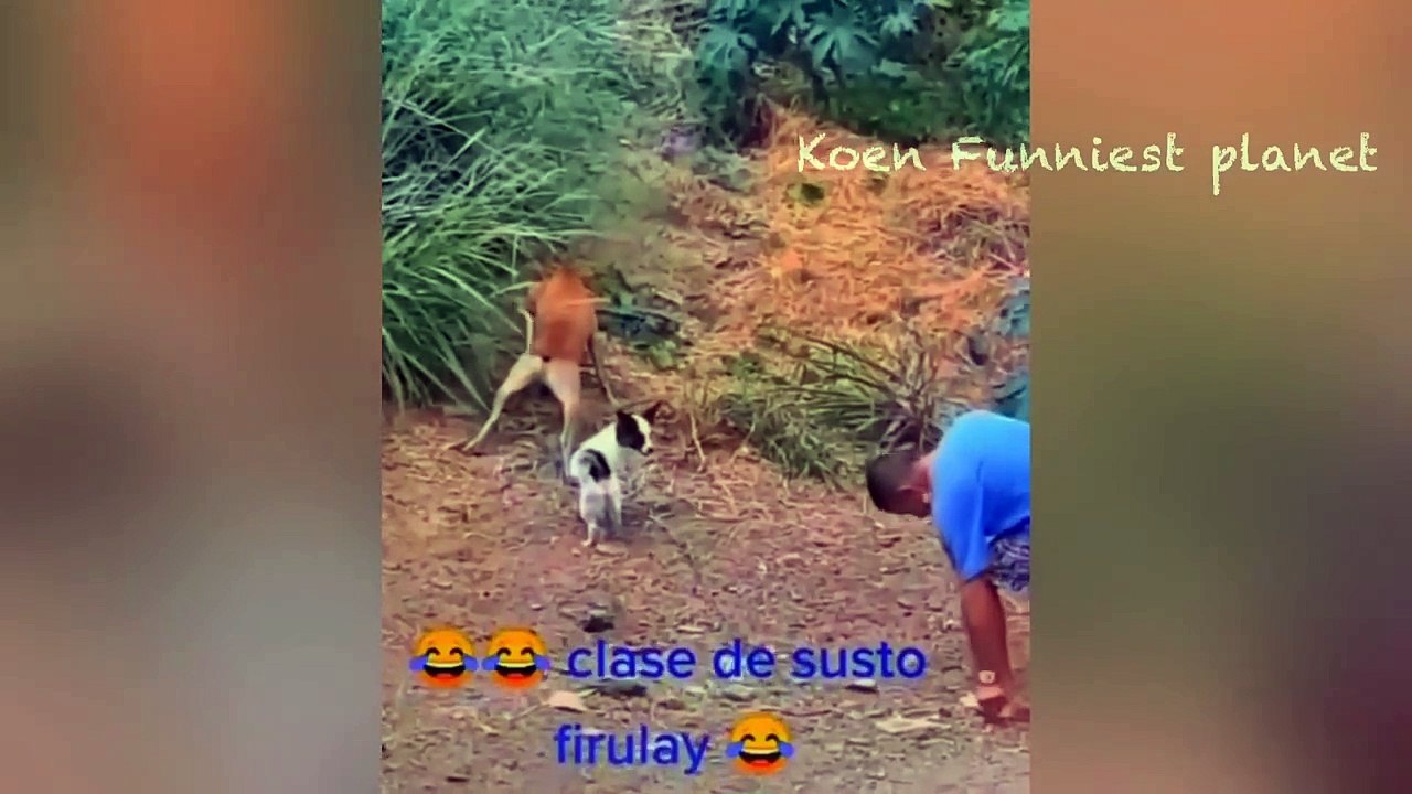 Funniest Dogs And Cats Videos  - Best Funny Animals Videos 2023 #6