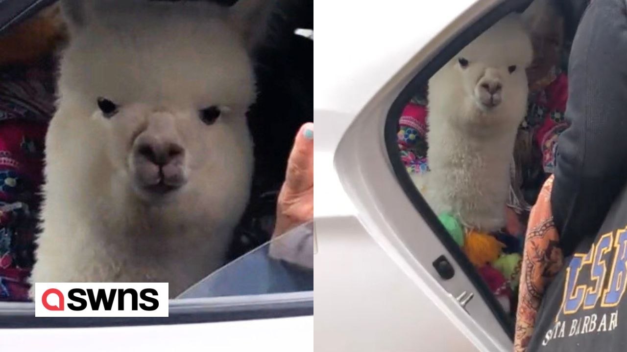 Touristen in peru erwischen alpaka beim taxifahren