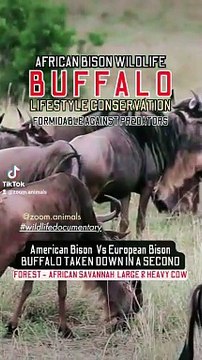 Africain bison lifestyle, formidable against predators, buffalo taken down lions, buffalo wildlifeness @followers #bisonlover #buffalotakendowinsecond #wildzeyy #nilesh25 #NileshBagul #ParkNature #niles #animalwilderness #WildLioness #animalpark #nilecroc