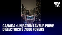 Un raton laveur prive d’électricité 7.000 foyers de Toronto, au Canada