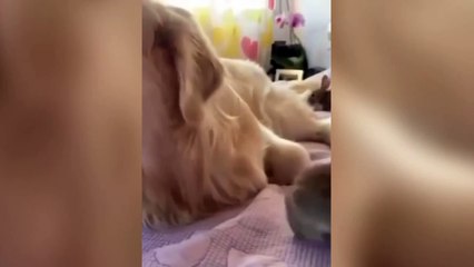 Try Not To Laugh  | Funny Animals Compilation  #Short #Funny #Animals