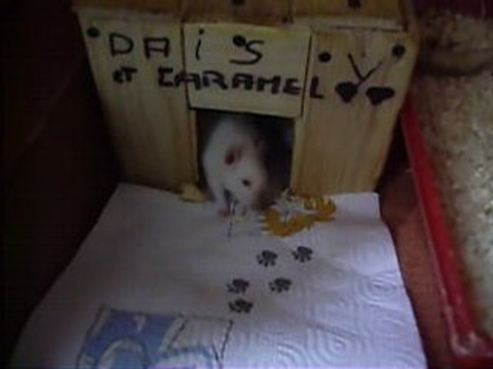 Vidéo de daisy et espoir1