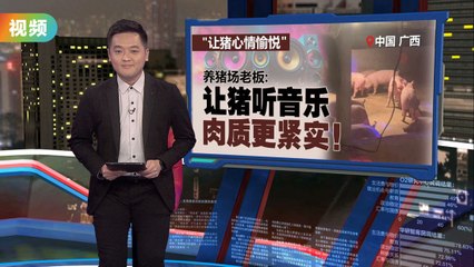 广西养猪场变“猪界迪斯科舞厅”🎶：音乐和霓虹灯提升猪肉品质