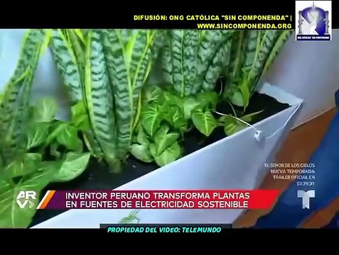JOVEN PERUANO HA INVENTADO CÓMO PRODUCIR ELECTRICIDAD CON PLANTAS EN FAVOR DE COMUNIDADES QUE NO CUENTAN CON LUZ ELÉCTRICA.