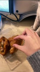 He_is_angry_now__._._#cat_#kitten_#catlover_#fyp_#catsofinstagram_#catgram_#funnycats_#catreels_#cutecat