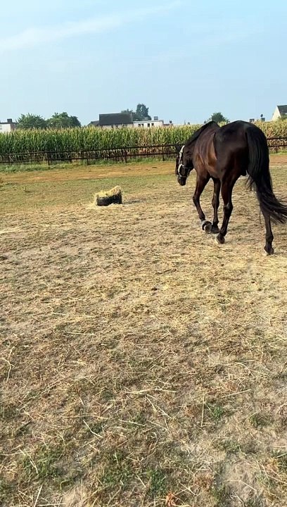 Horse Scared By Hay Cat