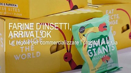 Le farine d’insetti arrivano anche in Italia: ecco come saranno utilizzate