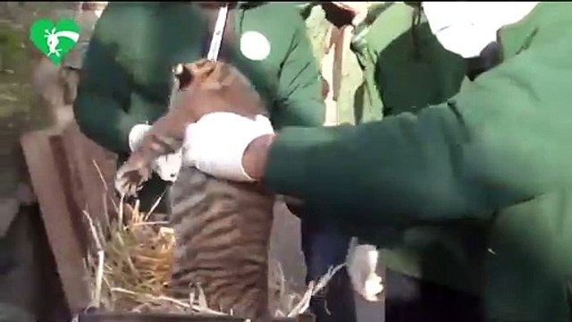 Roma, ecco la cucciola di tigre Sumatra nata al Bioparco: il video delle coccole dei genitori Tila e Kasih