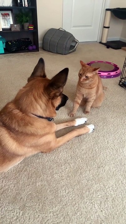 Cat and dog