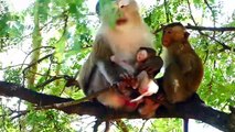 Rockstar Baby Is Carried By Mother Rozy Jumps To The Tree With Amazing Action (720p_25fps_H264-192kbit_AAC)