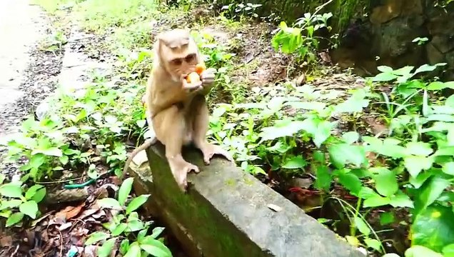 Rockstar and Saro with mom Rozy and Sarika to look for foods from human, Rockstar and Saro are brave (720p_25fps_H264-192kbit_AAC)