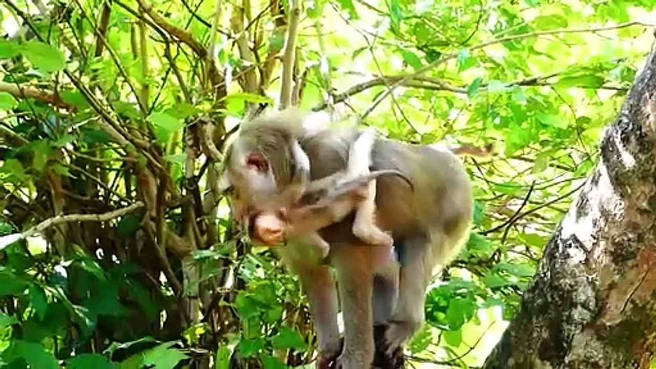 Rockstar Swings His Body Under His Mother Rozy's Chest Doesn't Care Of Falling (720p_25fps_H264-192kbit_AAC)