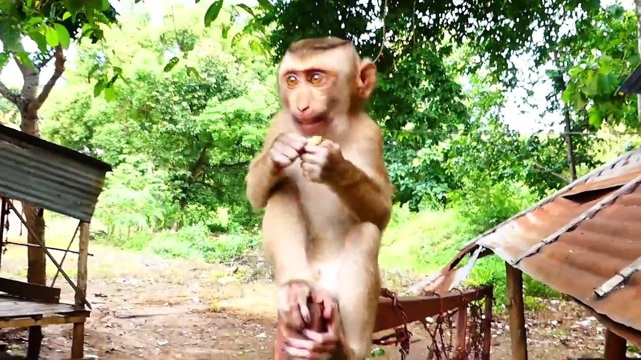 Rozy is mistreated her son Rockstar Till shaking his body harder (720p_25fps_H264-192kbit_AAC)