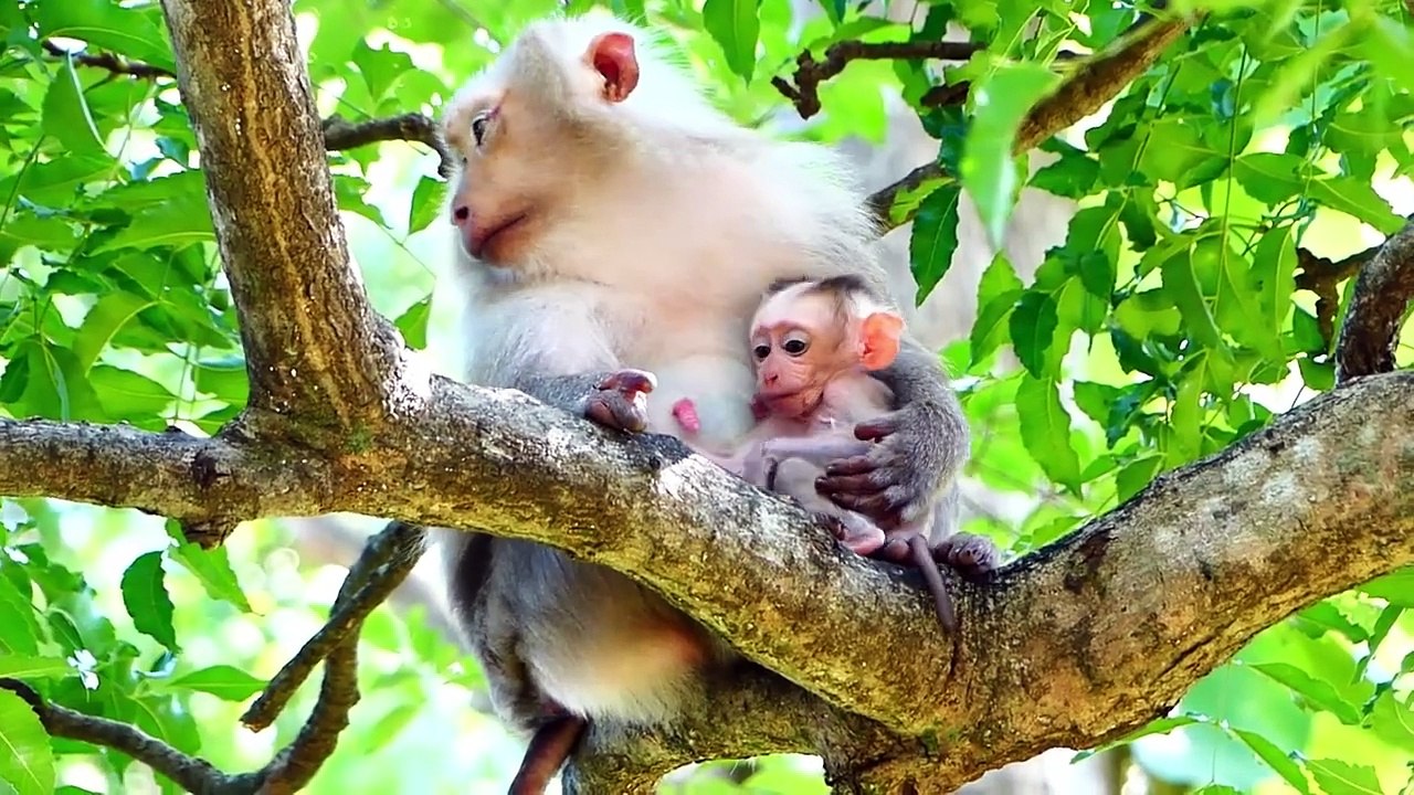 Rozy Escapes Harder From Catching Of Teenaged Monkey (720p_25fps_H264-192kbit_AAC)