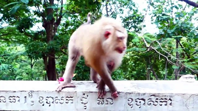 Rocky Tries To Pick Up His Younger Brother Rockstar And Rozy Stops Him On Time (720p_25fps_H264-192kbit_AAC)