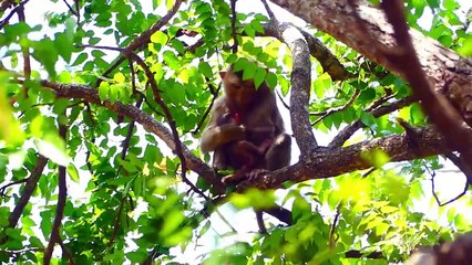 Romantic Cares Of Abandoned Mother And Adorable Newborn Baby (720p_25fps_H264-192kbit_AAC)