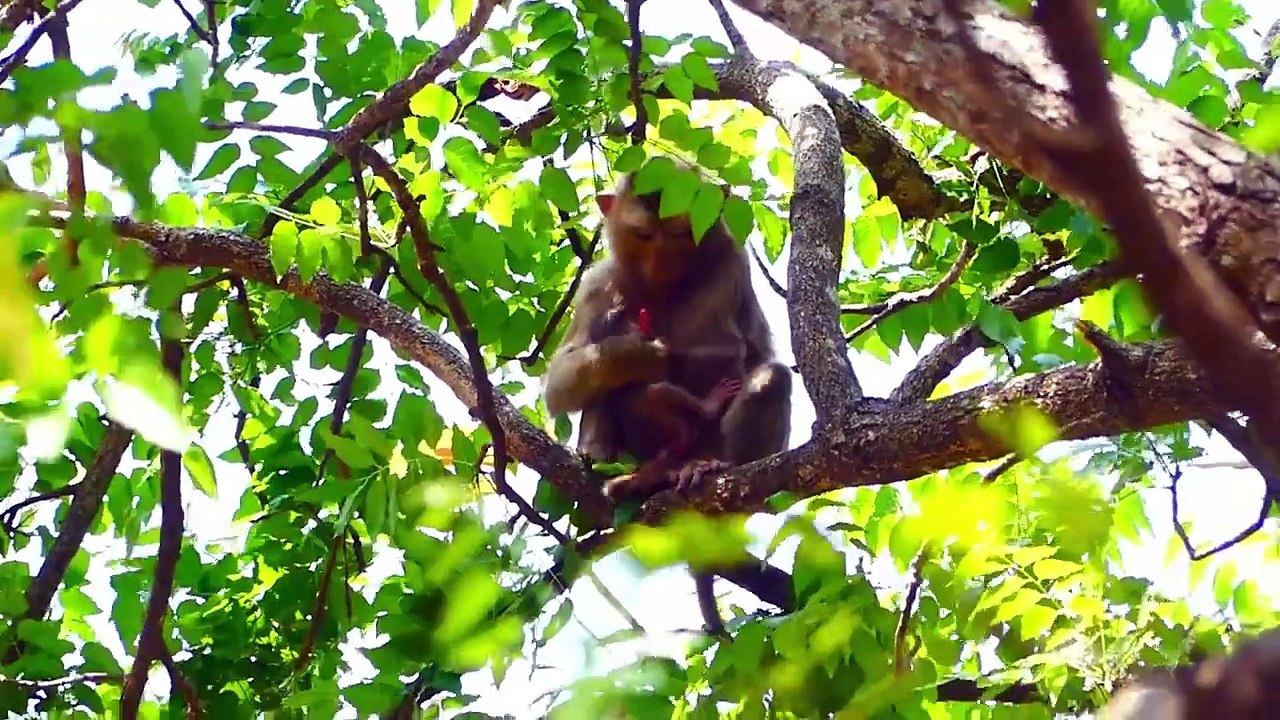 Romantic Cares Of Abandoned Mother And Adorable Newborn Baby (720p_25fps_H264-192kbit_AAC)