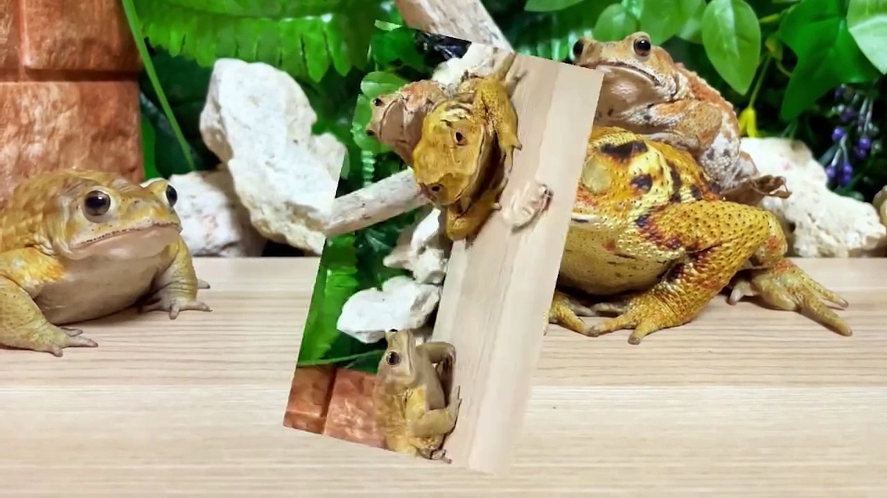 小蟾蜍：奶奶滴，多少給我留點啊 #蟾蜍 #爬寵   小蟾蜍：奶奶滴，多少給我留點啊 #蟾蜍 #爬寵   By 魔术师晓东   Facebook