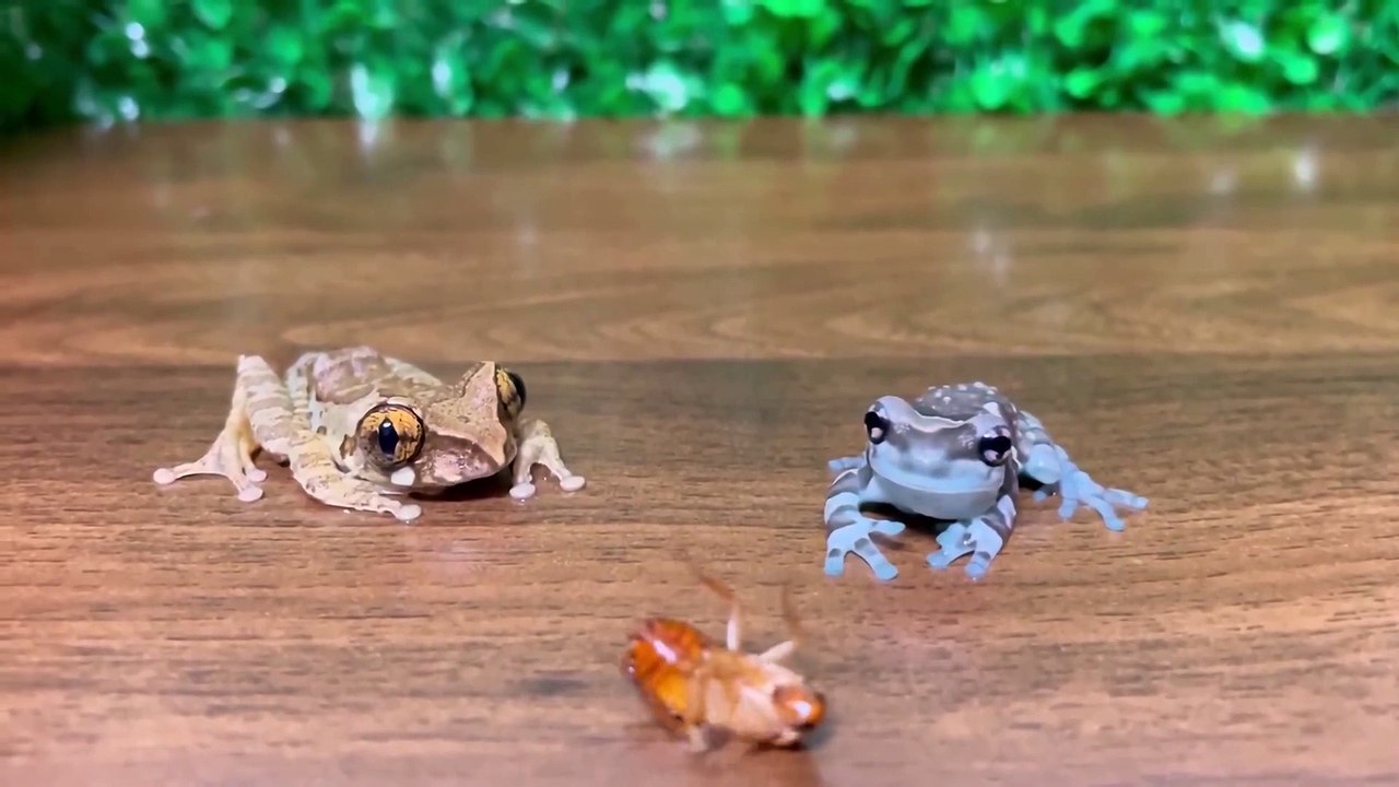 不笑算我輸系列之爆笑萌寵搶食大戰   不笑算我輸系列之爆笑萌寵搶食大戰   By 魔术师晓东   Facebook