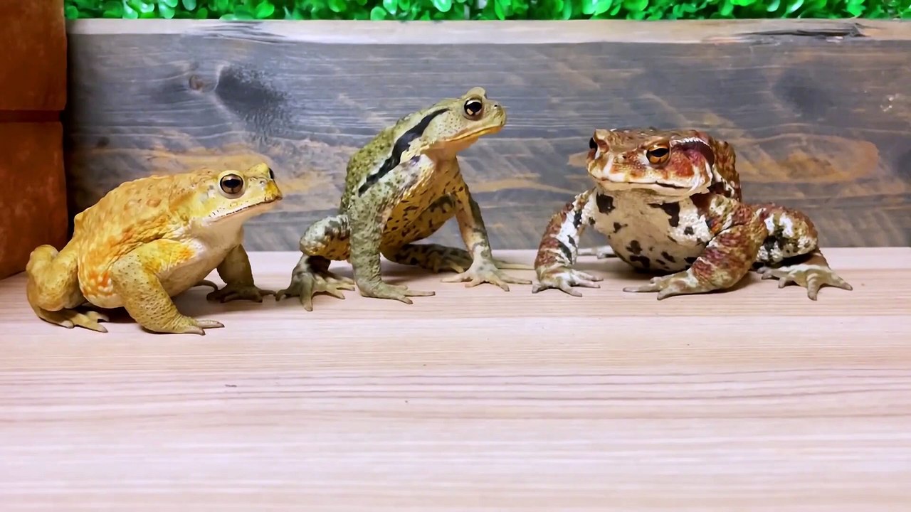 小蟾跟著大蟾混，三天挨九頓打系列一30   小蟾跟著大蟾混，三天挨九頓打系列一30   By 魔术师晓东   Facebook