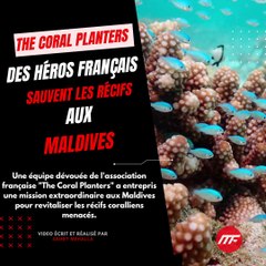 The Coral Planters : Des héros français sauvent les récifs aux Maldives