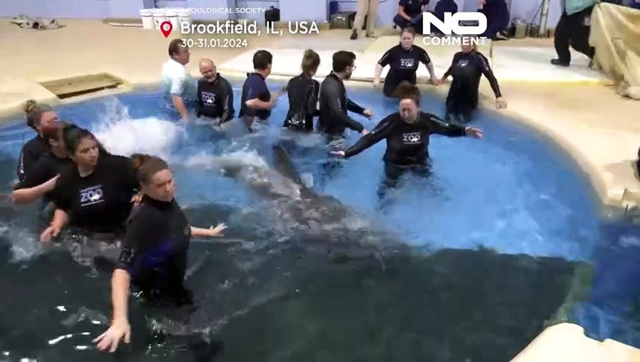 Nach 10-Millionen-Dollar-Renovierung: die Delfine sind zurück