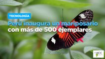 Perú inaugura un mariposario con más de 500 ejemplares