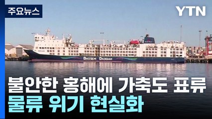 불안한 홍해에 동물도 표류...물류 위기 현실화 / YTN