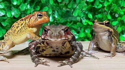 小蟾跟著大蟾混，三天挨九頓打系列—29   小蟾跟著大蟾混，三天挨九頓打系列—29   By 魔术师晓东   Facebook