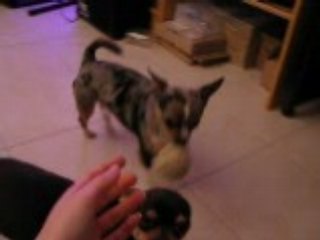 CHIHUAHUA BUBBA RAPPORTE BALLE