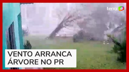 Tempestade no Paraná Arranca Árvores e Causa Destruição 🌬️