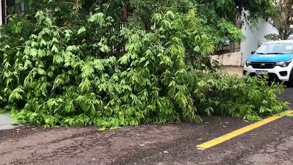 Galho de árvore cai sobre calçada no Parque Verde