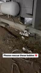 Petit chat mignon drôle