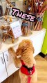 Funny Bernedoodle Visits A Dog Food Store