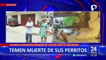 Villa el Salvador: vecinos alarmados por ola de ataques de pitbull a sus mascotas
