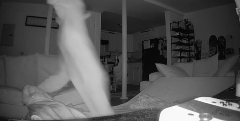 Cat Wants Attention From Sleeping Guests