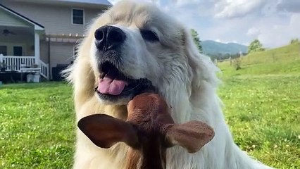 Dear Suckles On Dog's Jowls