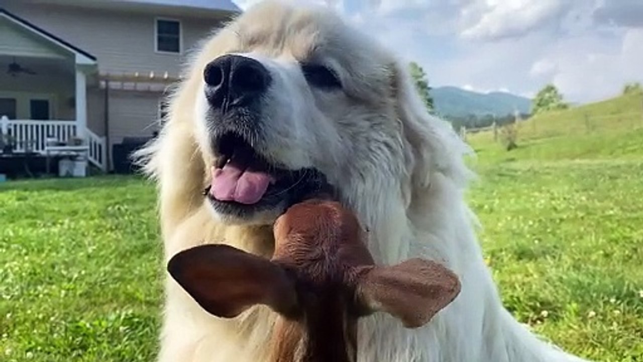 Dear Suckles On Dog's Jowls