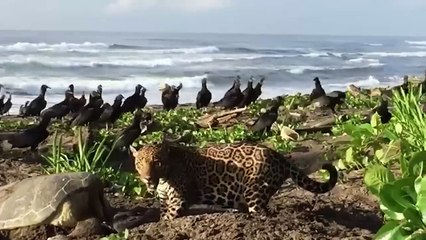 Absolutely Nuts Encounters With Dangerous Animals