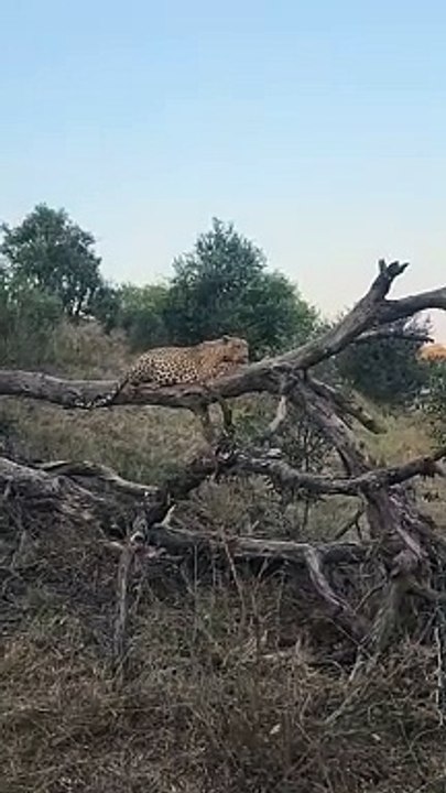Brute Strength The Maxim’s Male Hoists His Impala Kill Before A Hyena Could Steal It