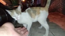 She SAID YES instantly!   Street Cat mom with kitten meow at night cats cat sound cat videos