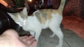 She SAID YES instantly!   Street Cat mom with kitten meow at night cats cat sound cat videos