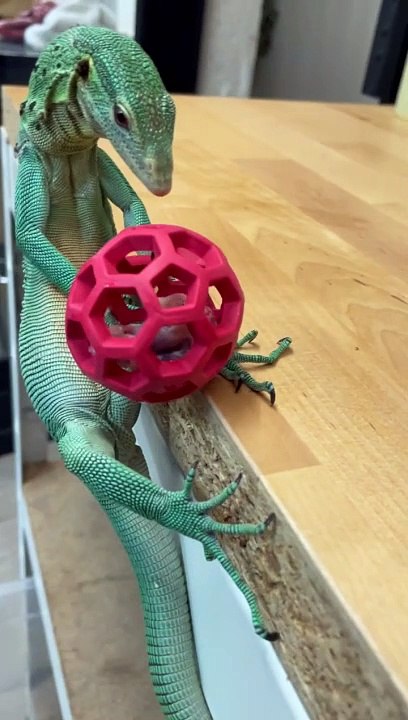 An Intelligent Lizard Plays With A Ball - video Dailymotion
