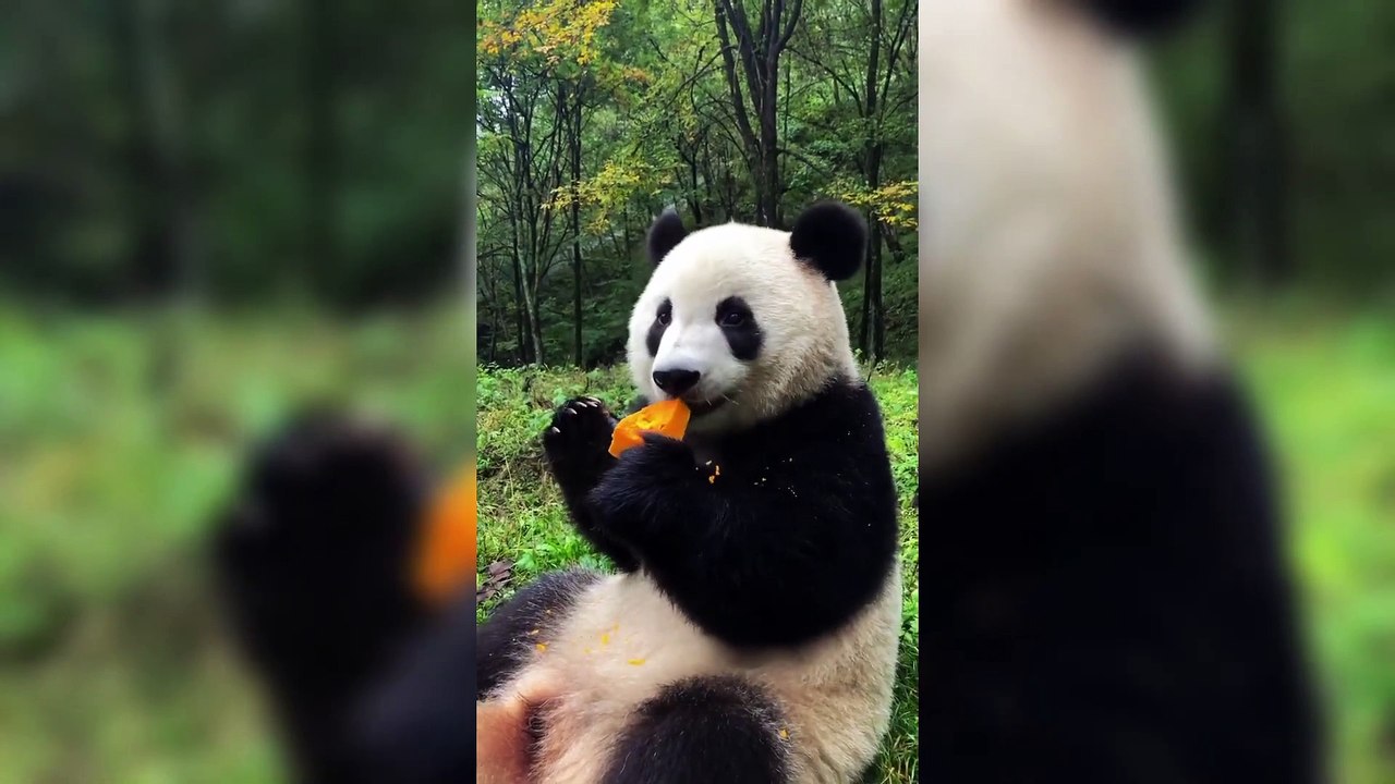 This Video Makes You Hungry , Panda Eating Food @pandaeatingbamboo