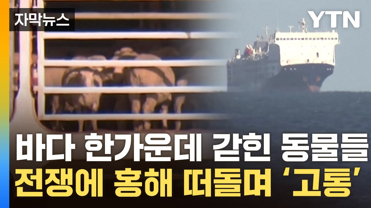 [자막뉴스] 바다 한가운데 갇힌 동물들? 전쟁에 홍해 떠돌며 '진퇴양난' / YTN