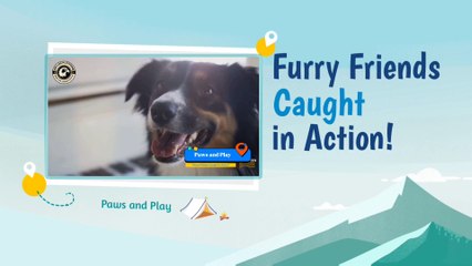 Furry Friends Caught in Action