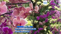 London: Kew Gardens feiern Orchideen aus Madagaskar